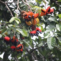 Sterculia